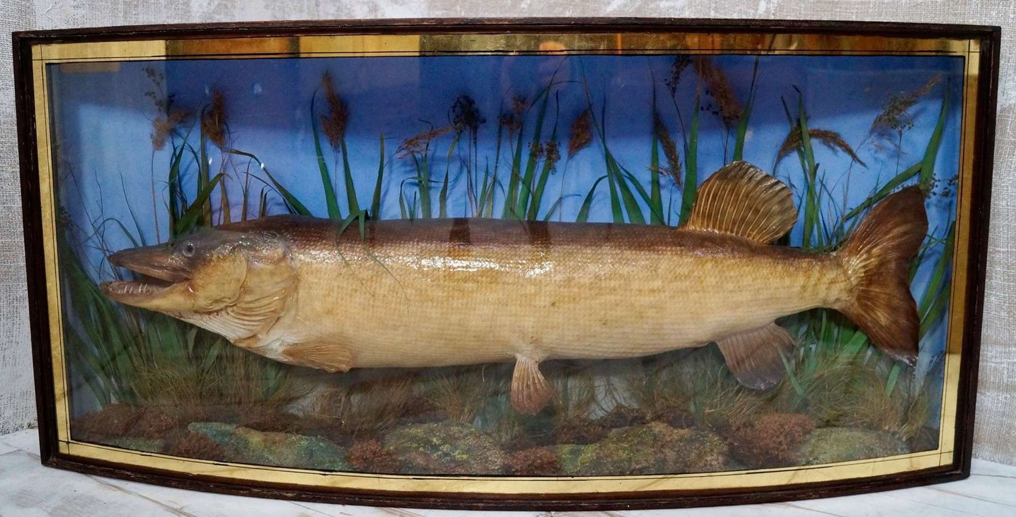 Large Taxidermy Pike In Bow Fronted Display