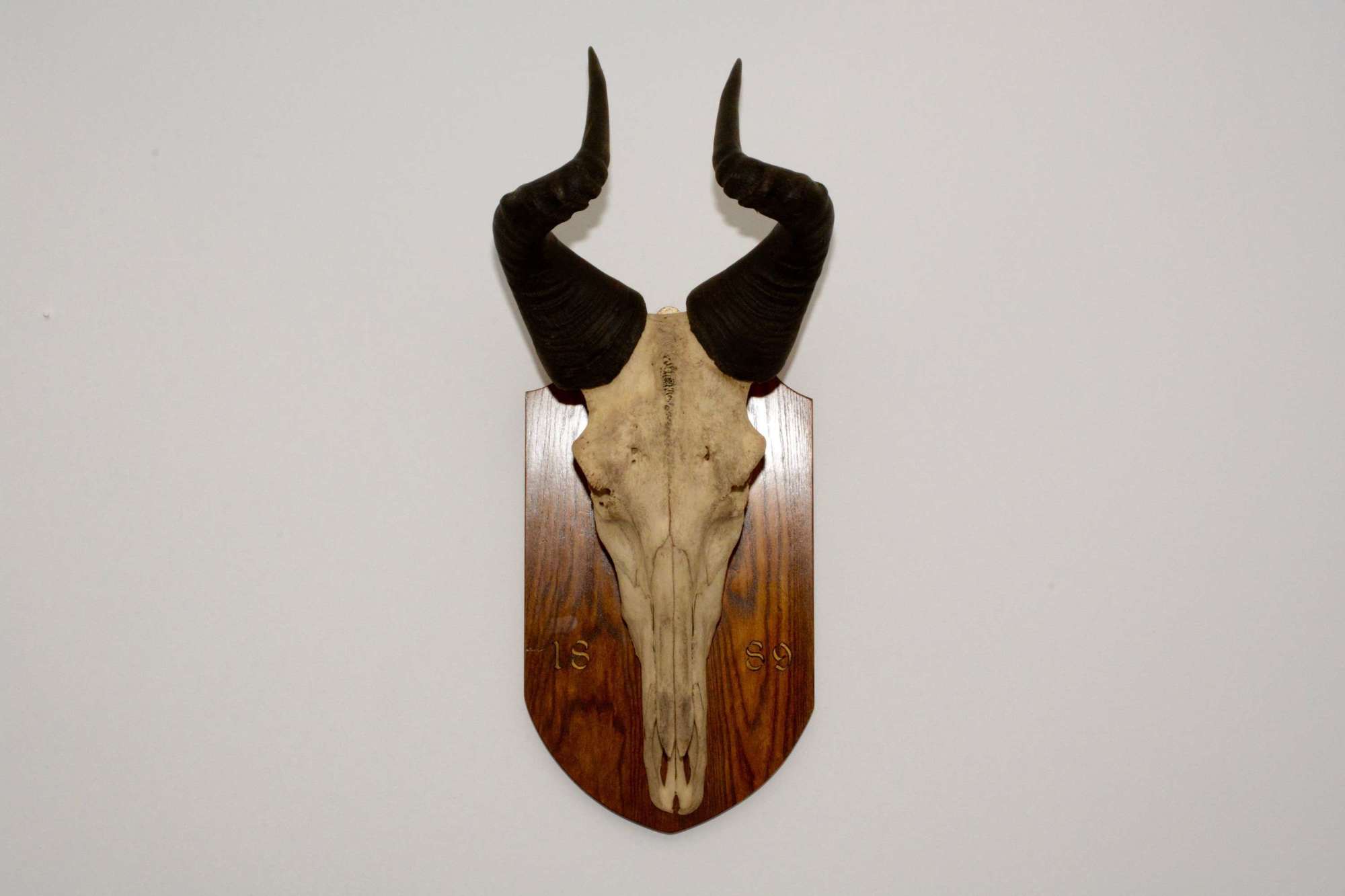 African Springbock hunting trophy mounted on an oak shield