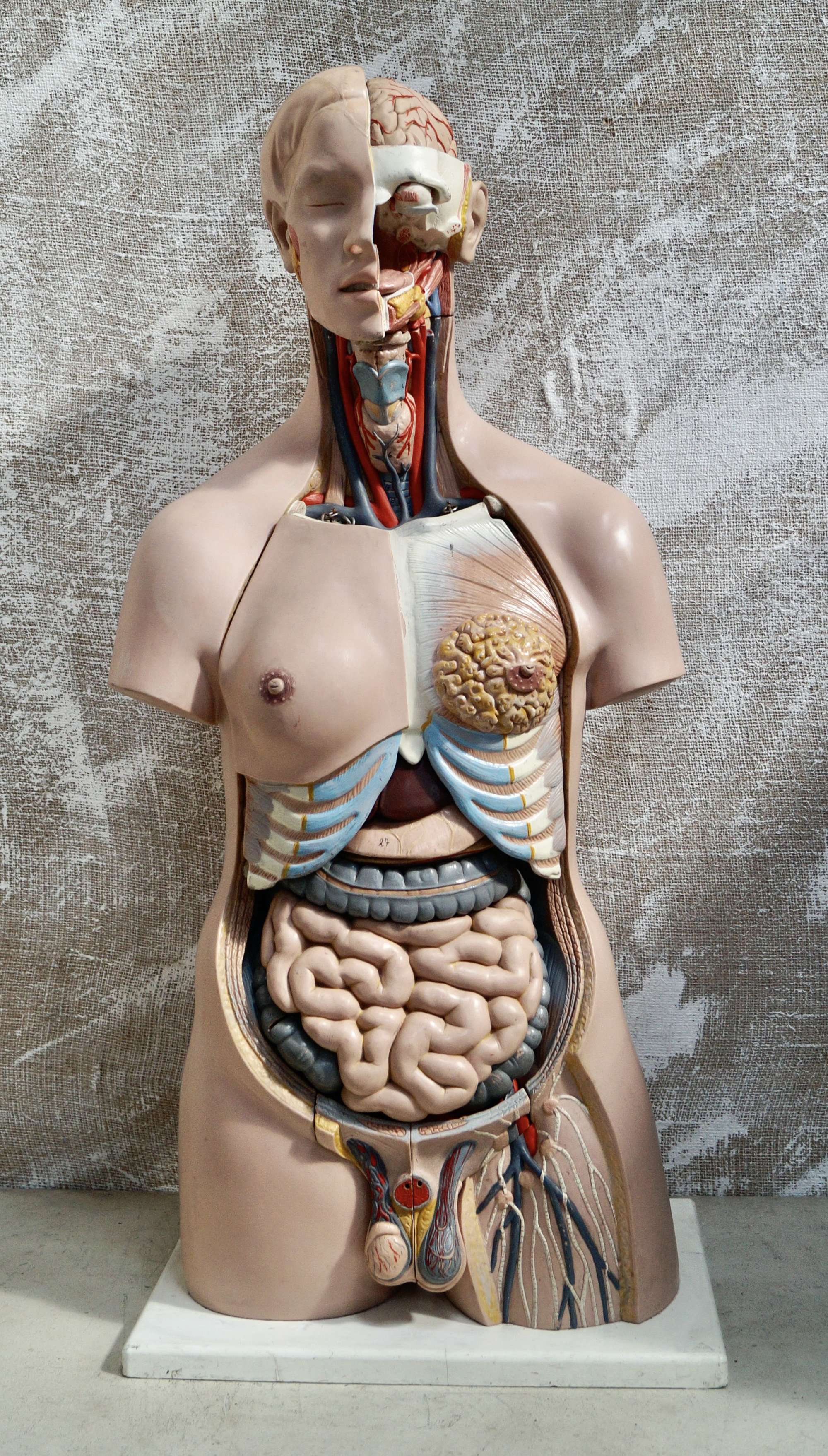 Large Vintage 3b Unisex Anatomical Model