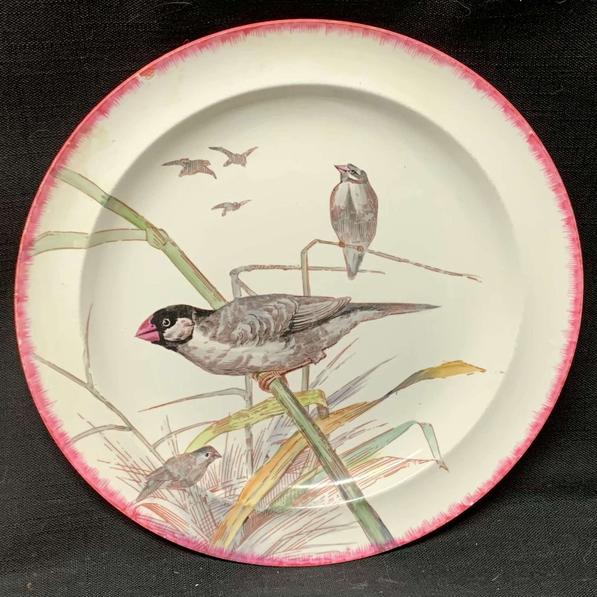 Wedgwood Red Feathered Edge Plate ~ Trabue Bullfinch Grosbeak 1870