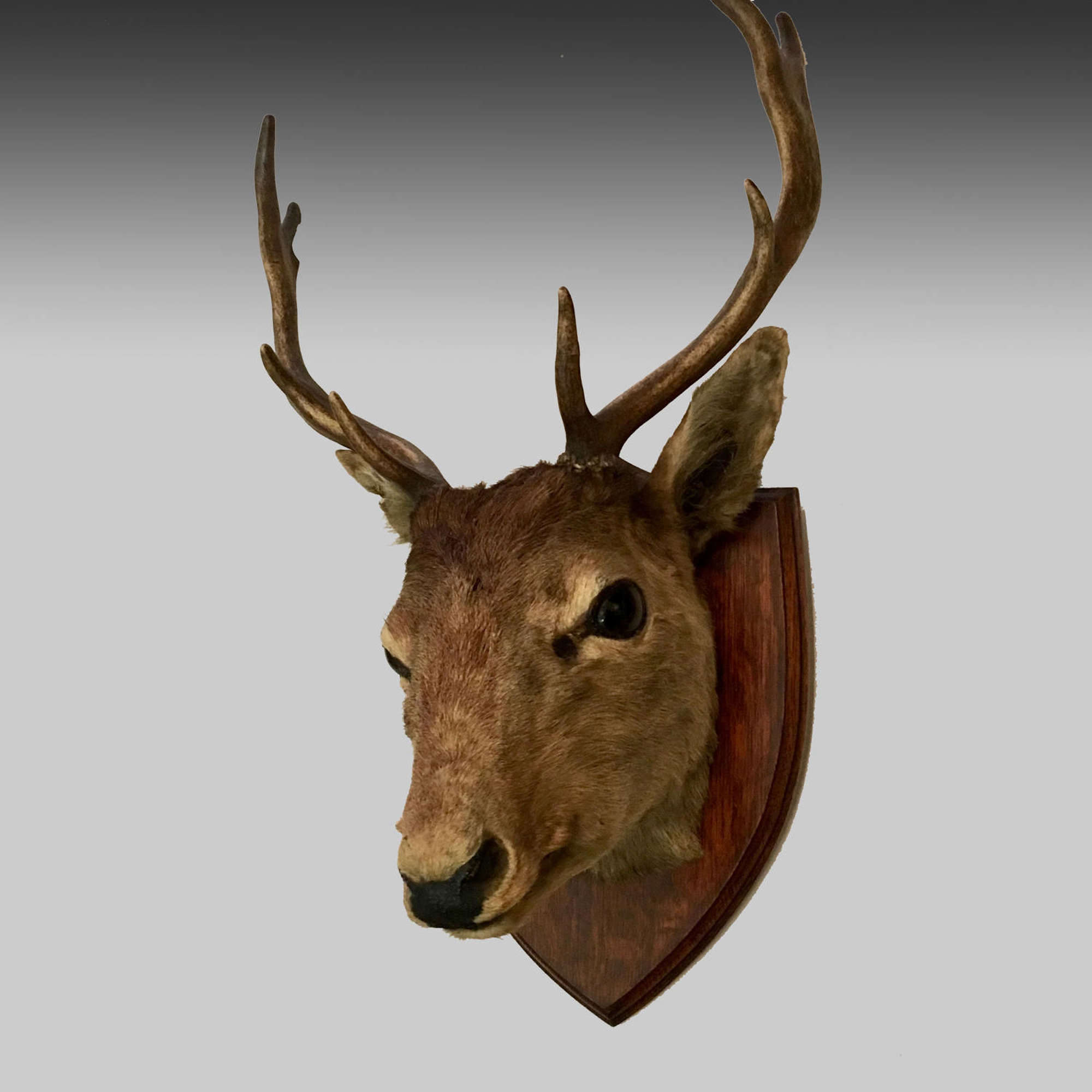 Vintage stag’s head with eight point antlers