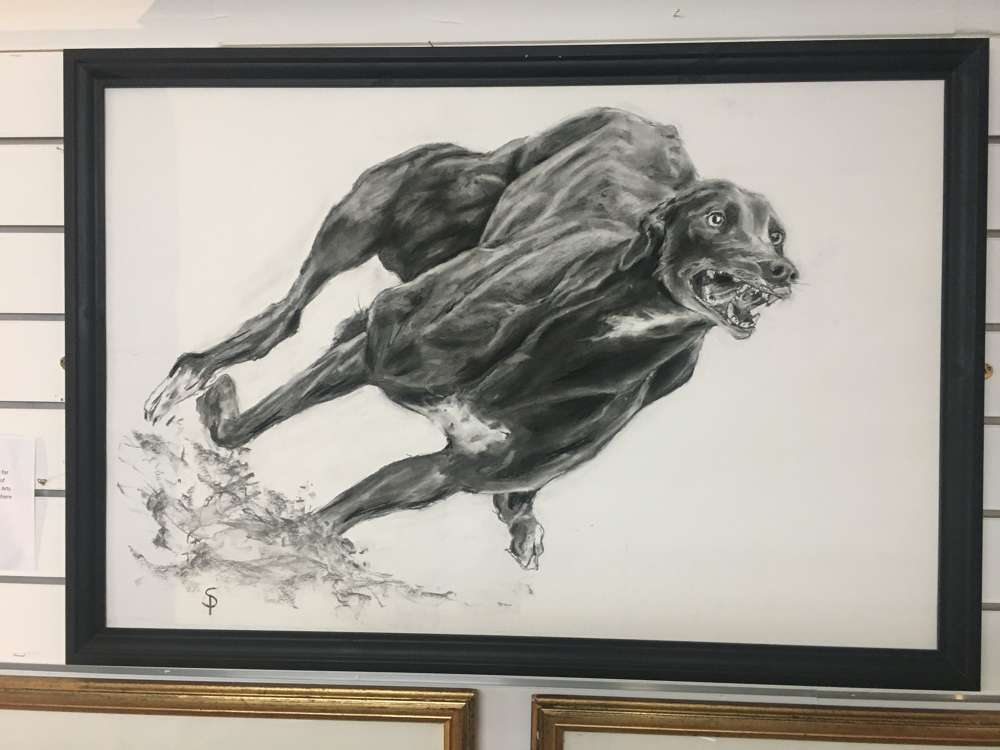 Greyhound