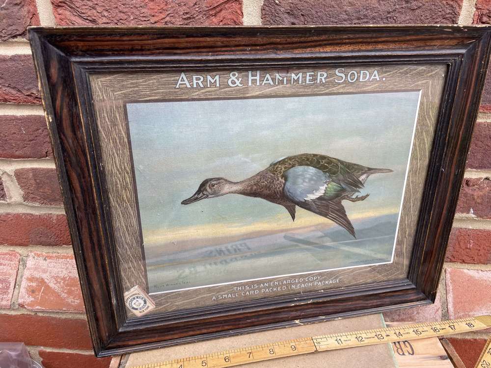 Church's Arm Hammer Blue Wing Teal Duck Bird Soda Card Sign c1905