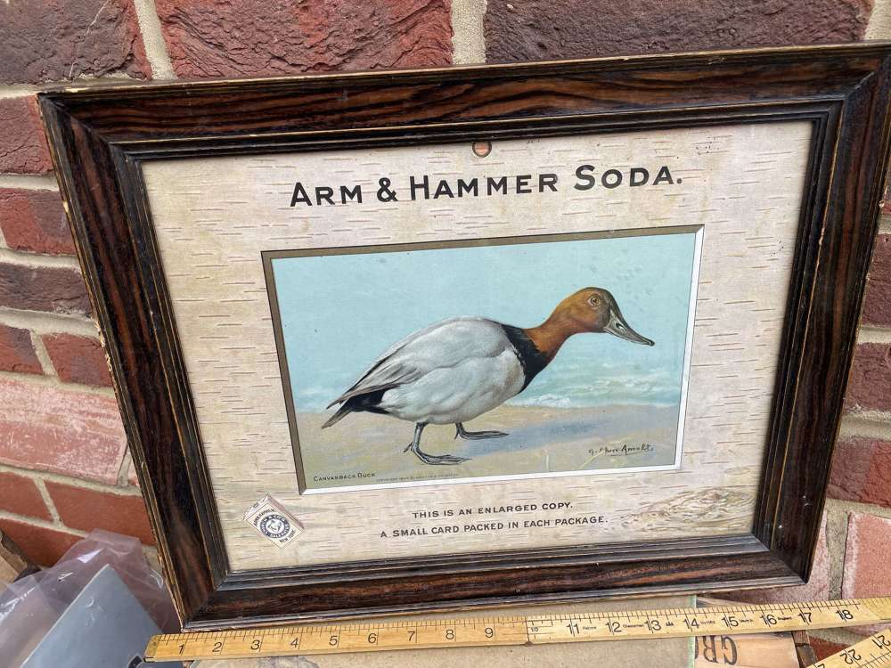 Church's Arm Hammer Canvasback Duck Bird Baking Soda Card Sign c1905