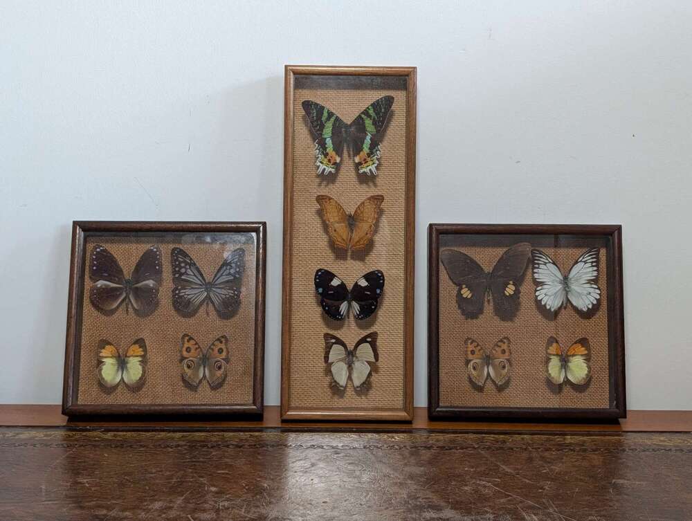 Framed butterfly display set of three vintage British taxidermy natural history collection