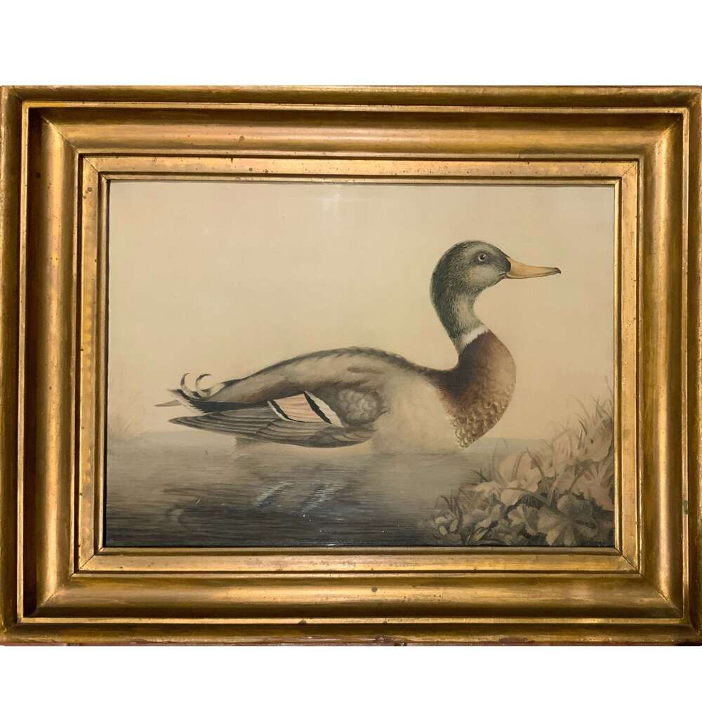 Charming 19th Century English School Ornithological Watercolour of a Mallard or Wild Duck