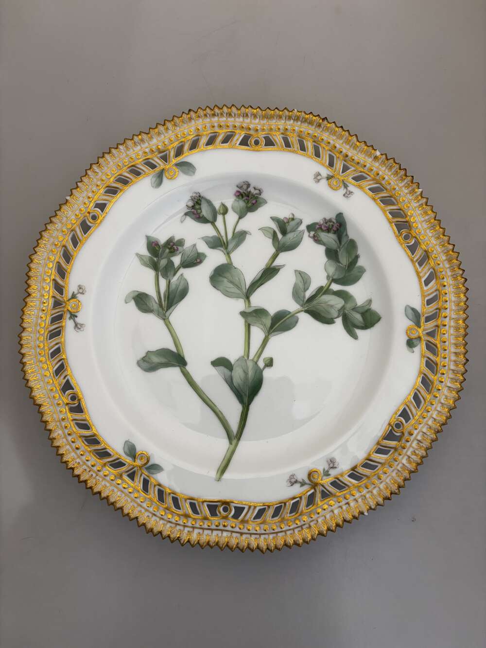 Flora danica Stenhammaria maritima plate.