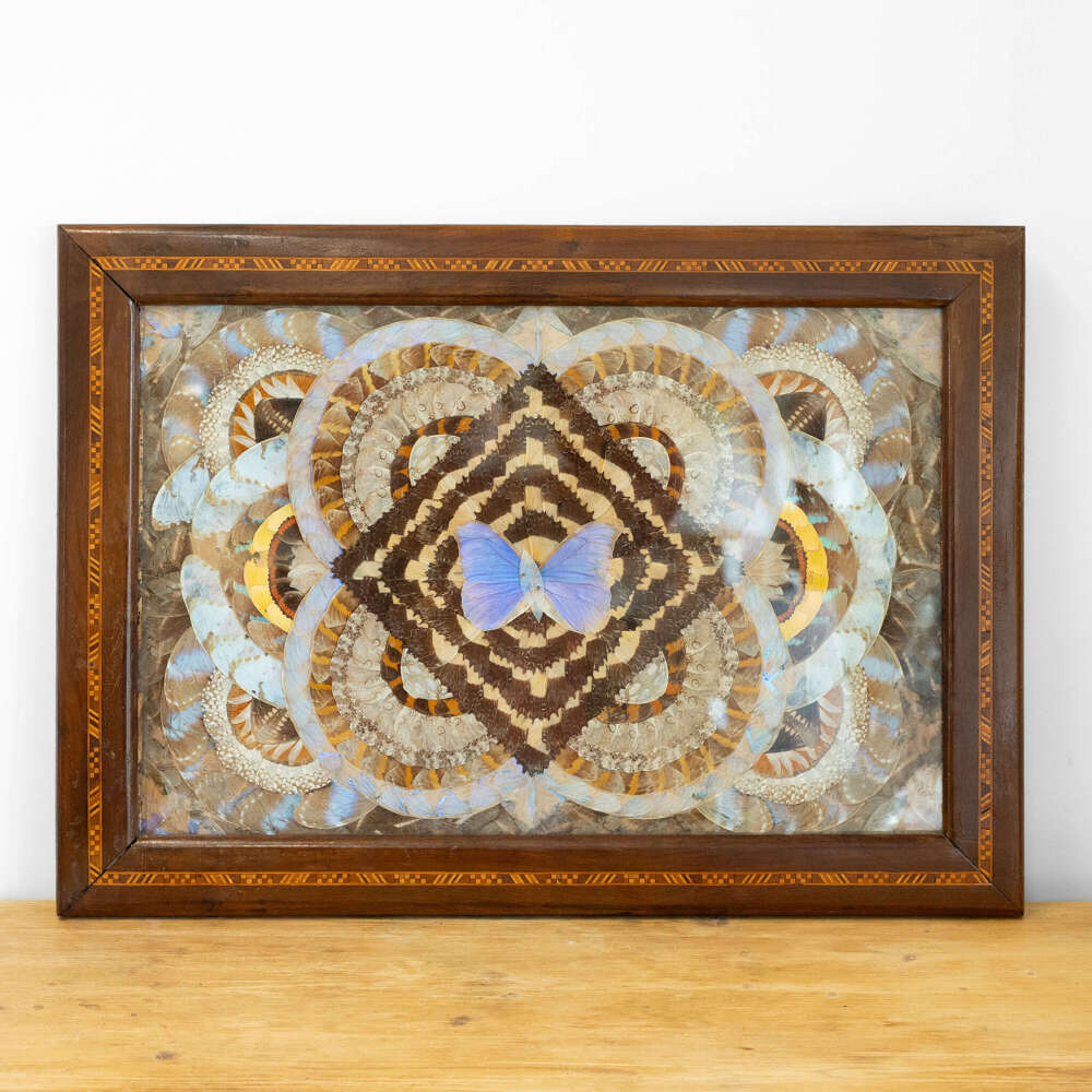1950&rsquo;s Brazilian Framed Butterfly Wings