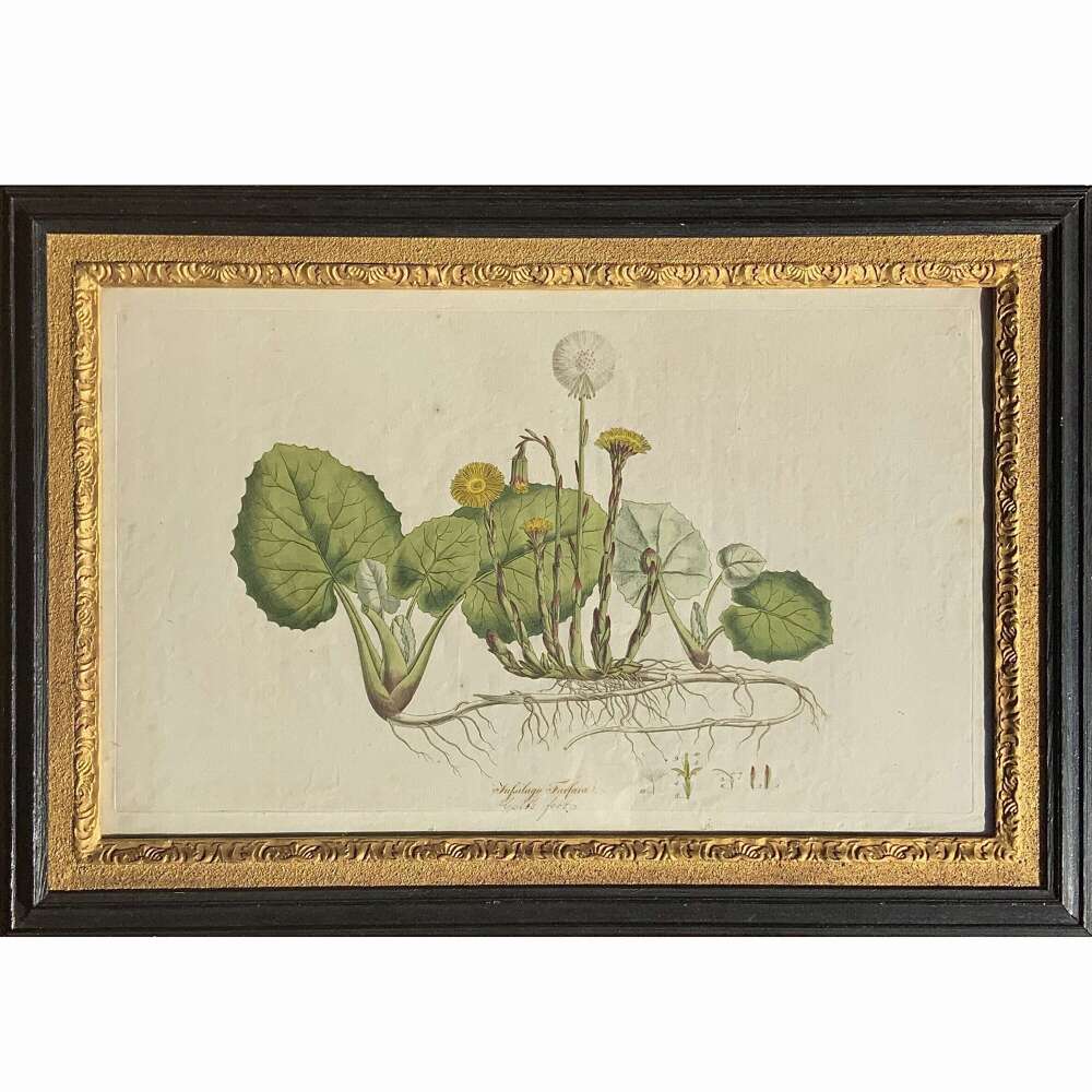 Hand Coloured Botanical Engraving &ldquo;Tussilago Farfara&rdquo; (&ldquo;Coltsfoot&rdquo;) Published 1777