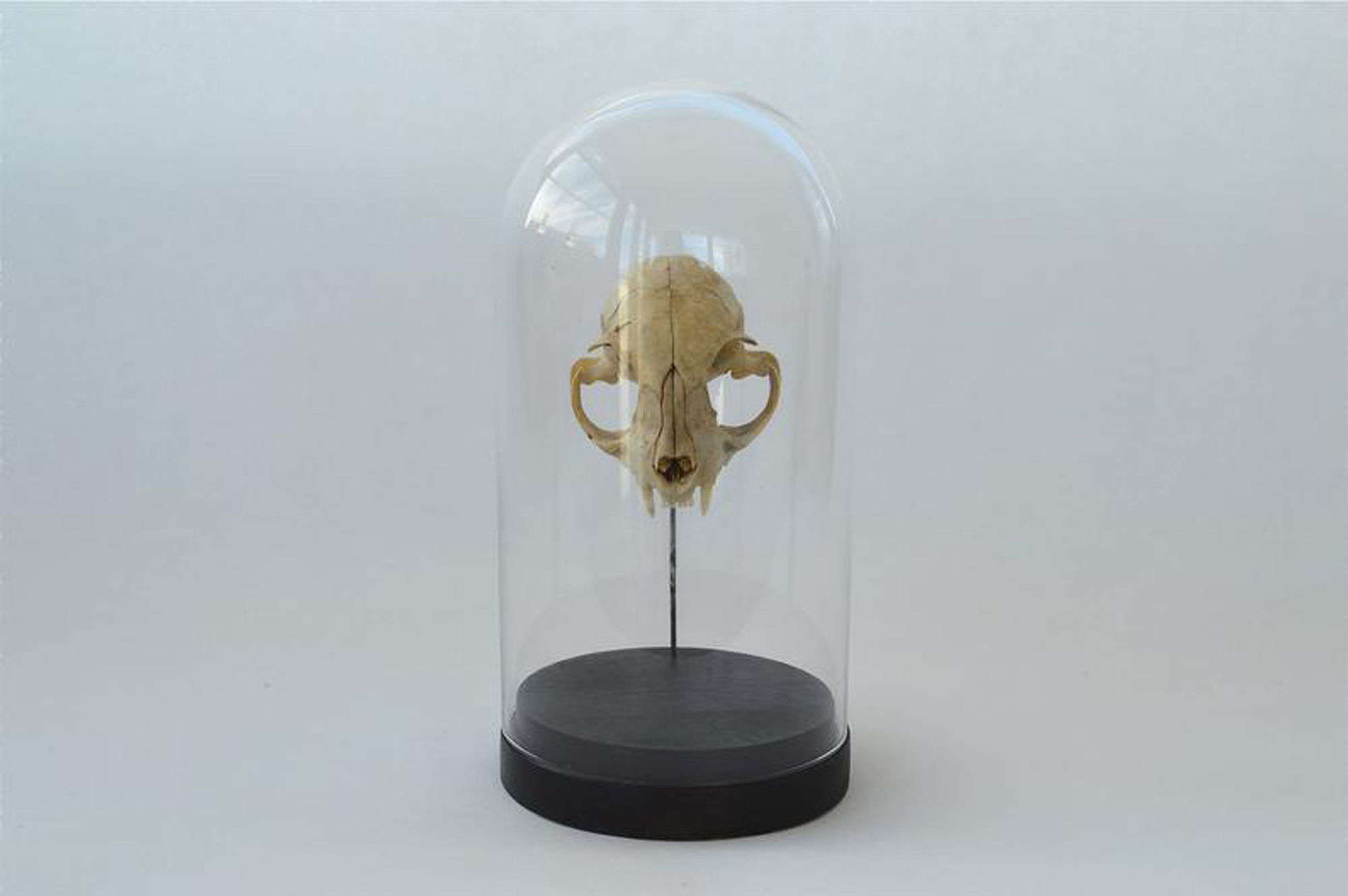 A vintage cat skull in a glass