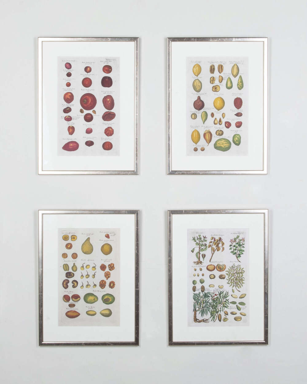 Four 18th Century Seed Engravings