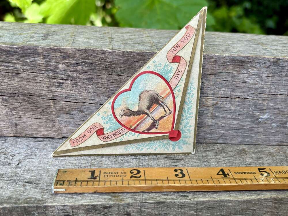 Superb Perth Campbell Dye Fold Out Pyramid Camel Advertising Trade Card c1900s