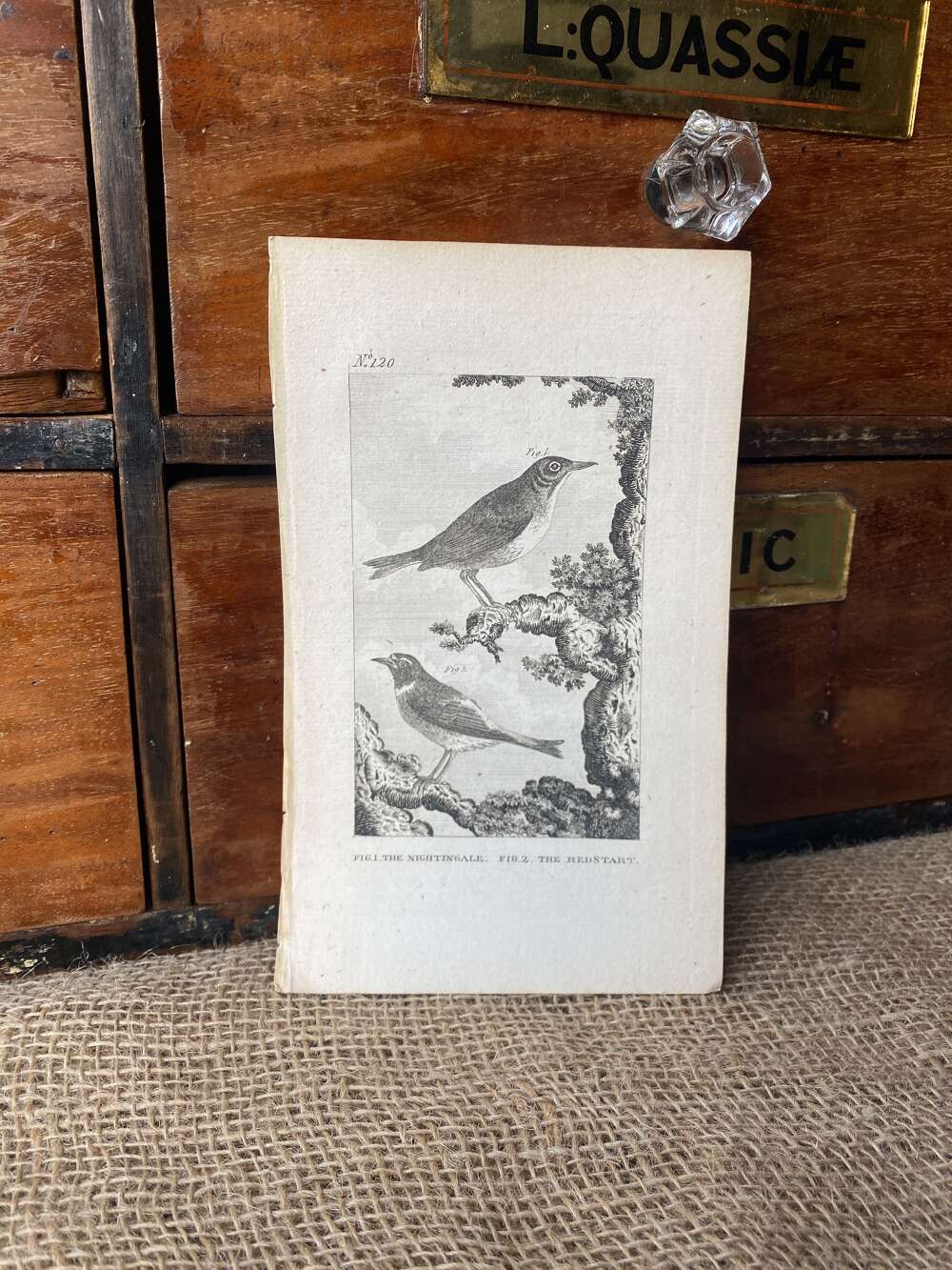 Antique George III engraving - The Nightingale & The Redstart