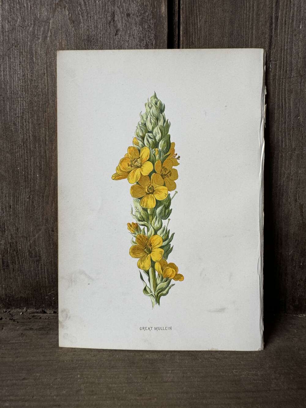 Edwardian British wild flower book plate - Great Mullein