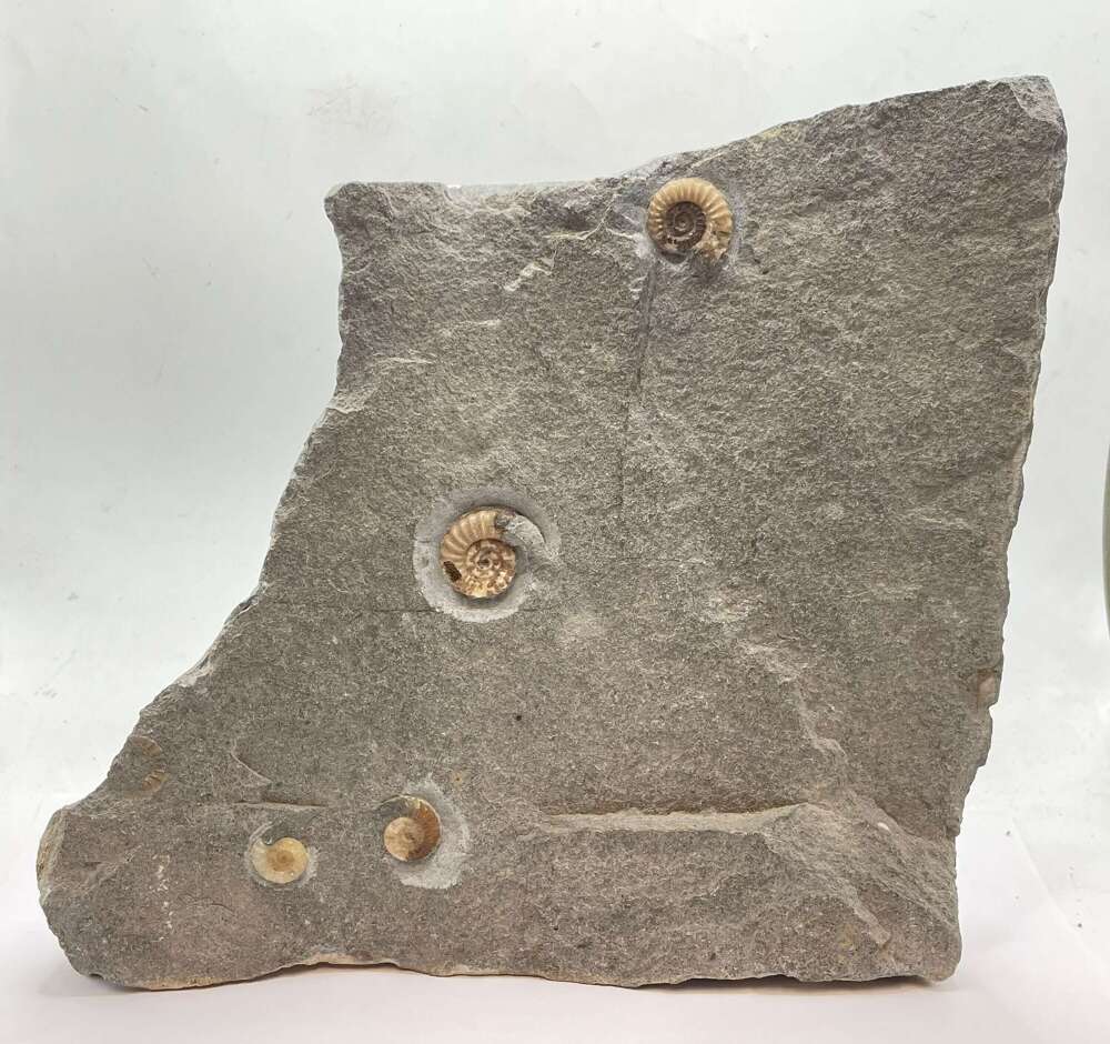 Early Jurassic Period Promicroceras Planicosta Calcite Ammonite Fossil Matrix