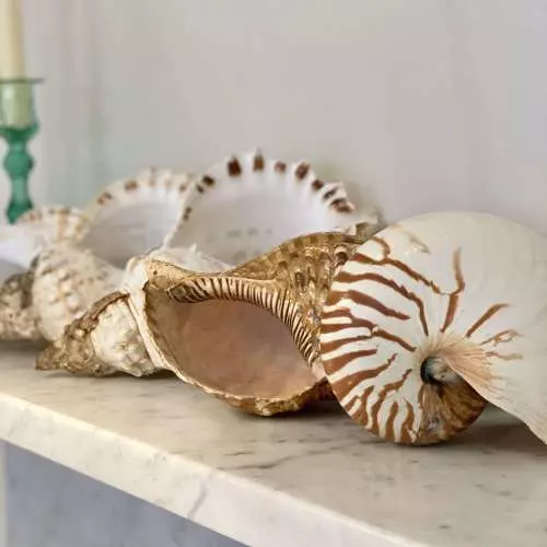 13cm Natürliche Pearly Schraube Nautilus Conch Schale Koralle Sammlerstück DE 