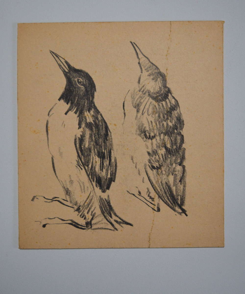 HYMAN SEGAL STUDY OF SEA BIRDS