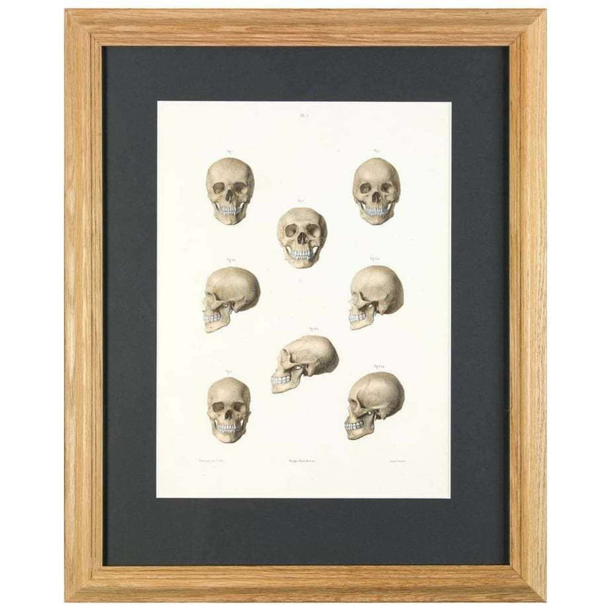 Lithograph - M Leveille - The human skull