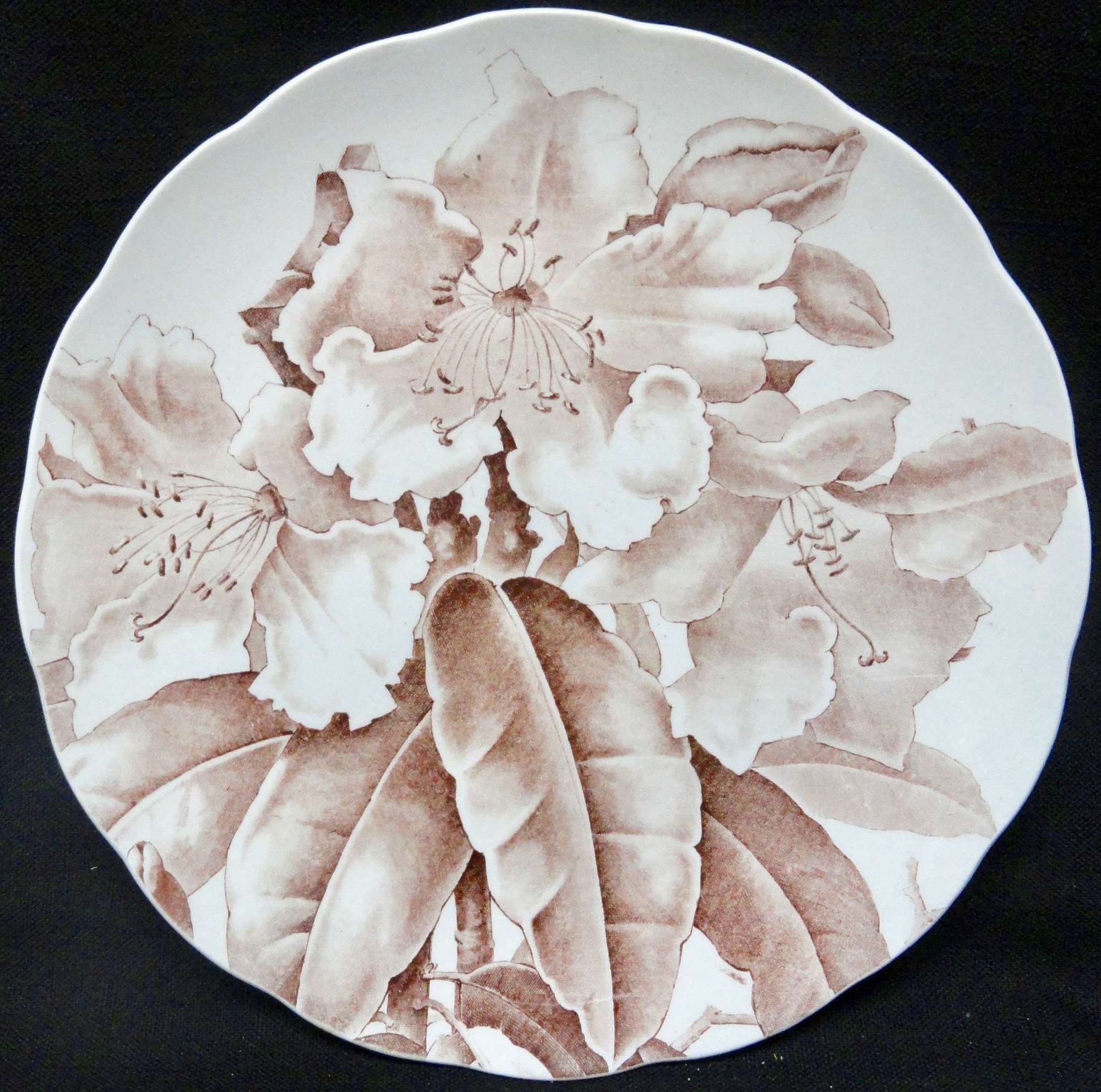Magnolia Brown Transfer Printed Plate ~ 1885