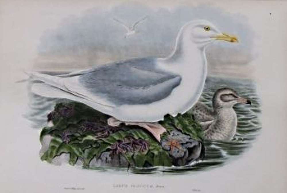 John Gould - GLAUCUS GULL