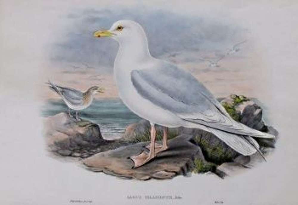 John Gould - ICELAND GULL